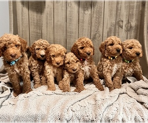 Goldendoodle Puppy for sale in BOWDON, GA, USA