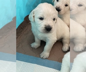 English Cream Golden Retriever Puppy for sale in YUCAIPA, CA, USA