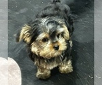 Small #22 Morkie