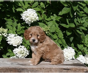 Cavapoo Puppy for sale in MILLERSBURG, OH, USA