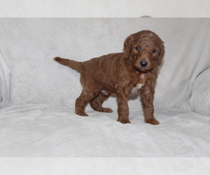 Goldendoodle Puppy for sale in FRESNO, OH, USA