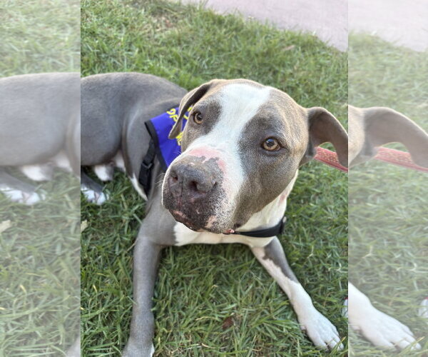 Medium Photo #7 American Pit Bull Terrier Puppy For Sale in Berkeley, CA, USA