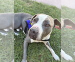 Small Photo #7 American Pit Bull Terrier Puppy For Sale in Berkeley, CA, USA