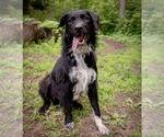 Small #7 Poodle (Standard) Mix