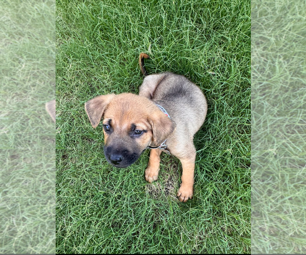 Medium Photo #5 Labrador Retriever-Unknown Mix Puppy For Sale in Holly Springs, NC, USA