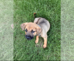 Small Photo #5 Labrador Retriever-Unknown Mix Puppy For Sale in Holly Springs, NC, USA