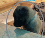 Small Photo #21 Belgian Malinois Puppy For Sale in LABADIE, MO, USA