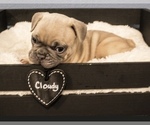 Puppy Cloudy French Bulldog
