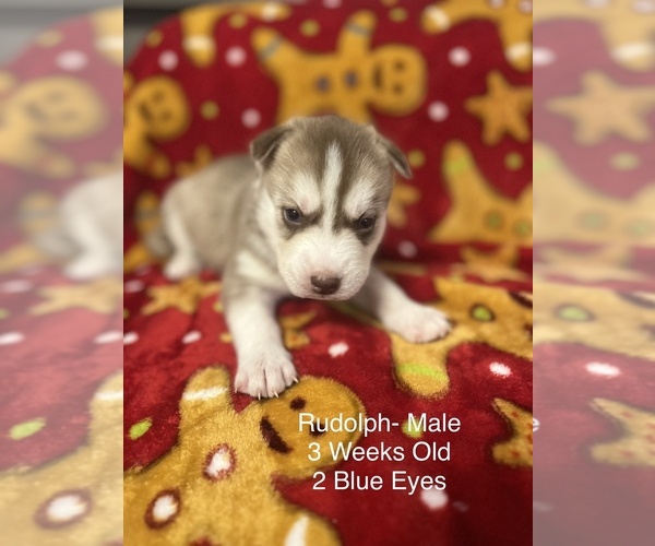 Medium Photo #1 Siberian Husky Puppy For Sale in Wainwright, Alberta, Canada