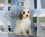 Small Photo #8 Cavapoo Puppy For Sale in MILWAUKEE, WI, USA
