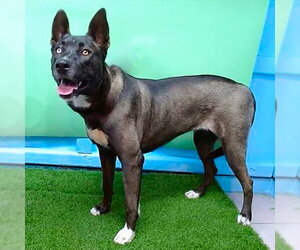 Siberian Husky-Unknown Mix Dogs for adoption in Pasadena, CA, USA