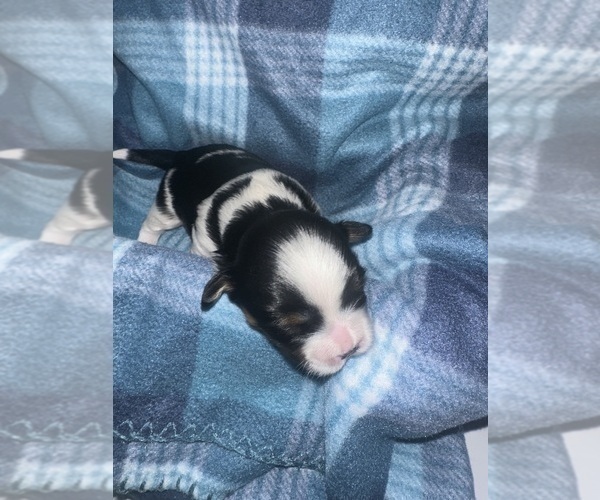 Medium Photo #5 Maltipoo (Miniature)-Shih Tzu Mix Puppy For Sale in MIDDLEBURG, FL, USA