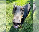 Small #4 Doberman Pinscher