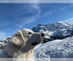 Small #22 Great Pyrenees