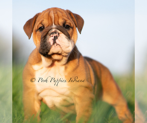 Medium English Bulldog