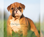Puppy Duchess English Bulldog