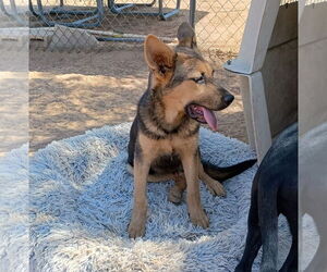 Lightsaber - Male Australian Kelpie Dog for Adoption - Photo #5