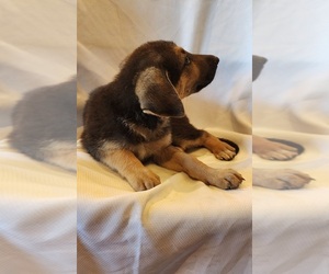 German Shepherd Dog Puppy for Sale in INEZ, Texas USA