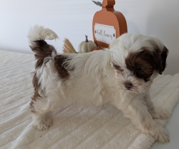 Medium Photo #10 ShihPoo Puppy For Sale in GOSHEN, IN, USA