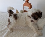 Small #9 ShihPoo