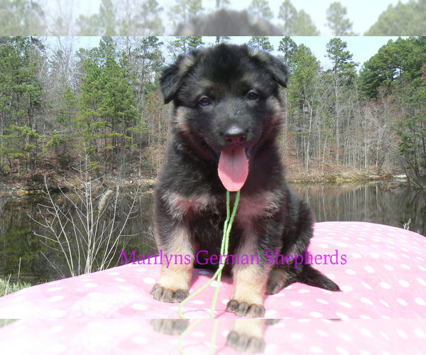 Medium Photo #1 German Shepherd Dog Puppy For Sale in PIEDMONT, MO, USA