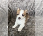 Small Photo #14 Pembroke Welsh Corgi Puppy For Sale in BAYTOWN, TX, USA