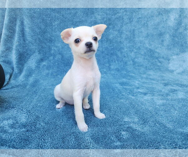Medium Photo #6 Chihuahua-Unknown Mix Puppy For Sale in San Francisco, CA, USA