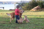 Small Photo #3 Golden Retriever Puppy For Sale in HARRISON, TN, USA
