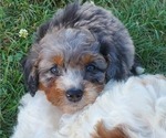 Small #9 Bernedoodle (Miniature)