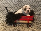 Small Photo #1 English Bulldog Puppy For Sale in DEMOREST, GA, USA