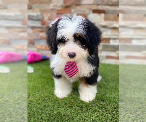 Medium Photo #3 Bernedoodle Puppy For Sale in KISSIMMEE, FL, USA