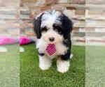 Small Photo #3 Bernedoodle Puppy For Sale in KISSIMMEE, FL, USA