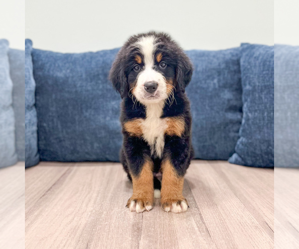 Medium Photo #2 Bernese Mountain Dog Puppy For Sale in DUNDEE, OH, USA