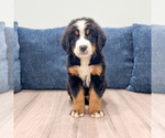 Small #1 Bernese Mountain Dog