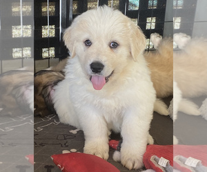Great Pyrenees Puppy for sale in DISCOVERY BAY, CA, USA