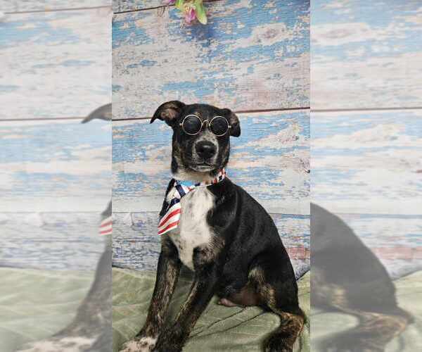 Medium Photo #7 German Shepherd Dog-Unknown Mix Puppy For Sale in Lakewood, CO, USA