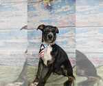 Small #6 German Shepherd Dog Mix