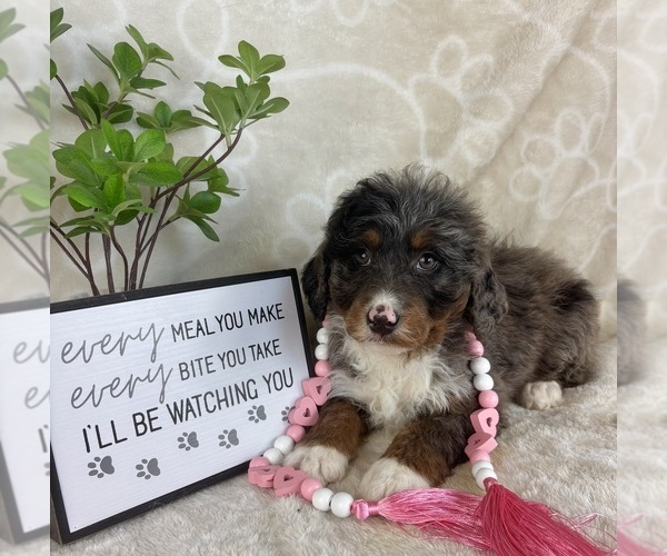 Medium Photo #5 Bernedoodle (Miniature) Puppy For Sale in INDIANAPOLIS, IN, USA