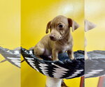 Small #1 Chihuahua Mix