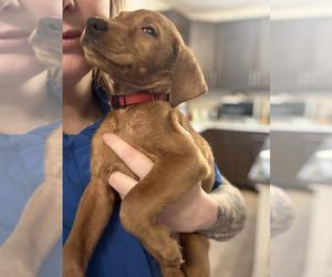 Labrador Retriever Puppy for Sale in ELKTON, Maryland USA