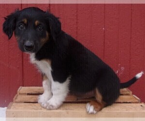 English Shepherd Puppy for sale in FREDERICKSBRG, PA, USA