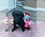 Puppy Matilda Labradoodle