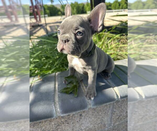 Medium Photo #6 French Bulldog Puppy For Sale in HEMET, CA, USA