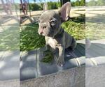 Puppy Green French Bulldog