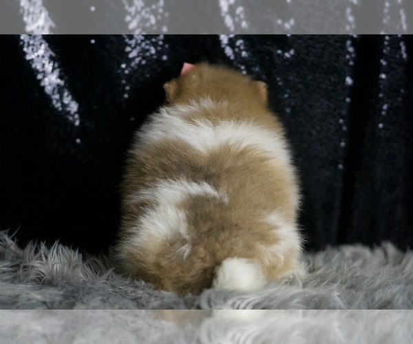 Medium Photo #23 Pomeranian Puppy For Sale in WARSAW, IN, USA