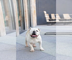 Swann - Female Bulldog-Unknown Mix Dog for Adoption - Photo #10