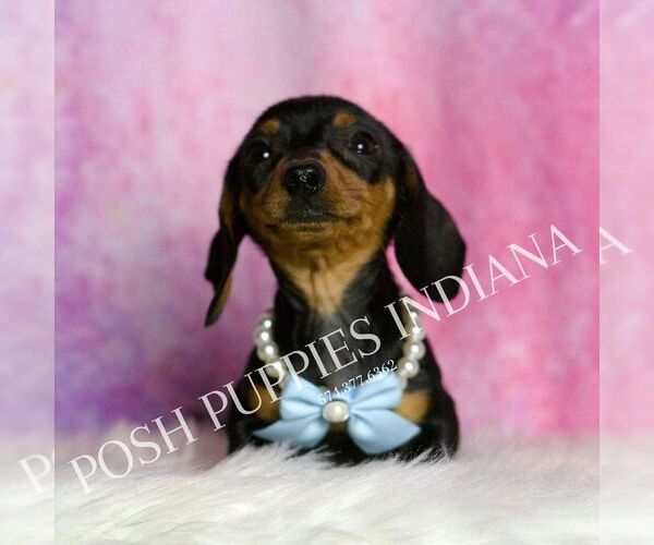 Medium Photo #4 Dachshund Puppy For Sale in WARSAW, IN, USA