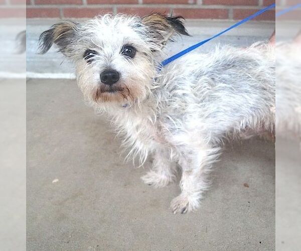 Medium Photo #2 Cairn Terrier-Unknown Mix Puppy For Sale in Carrollton, TX, USA