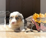 Small Photo #27 Australian Shepherd Puppy For Sale in EUSTIS, FL, USA