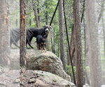 Small #2 Great Dane-Labrador Retriever Mix